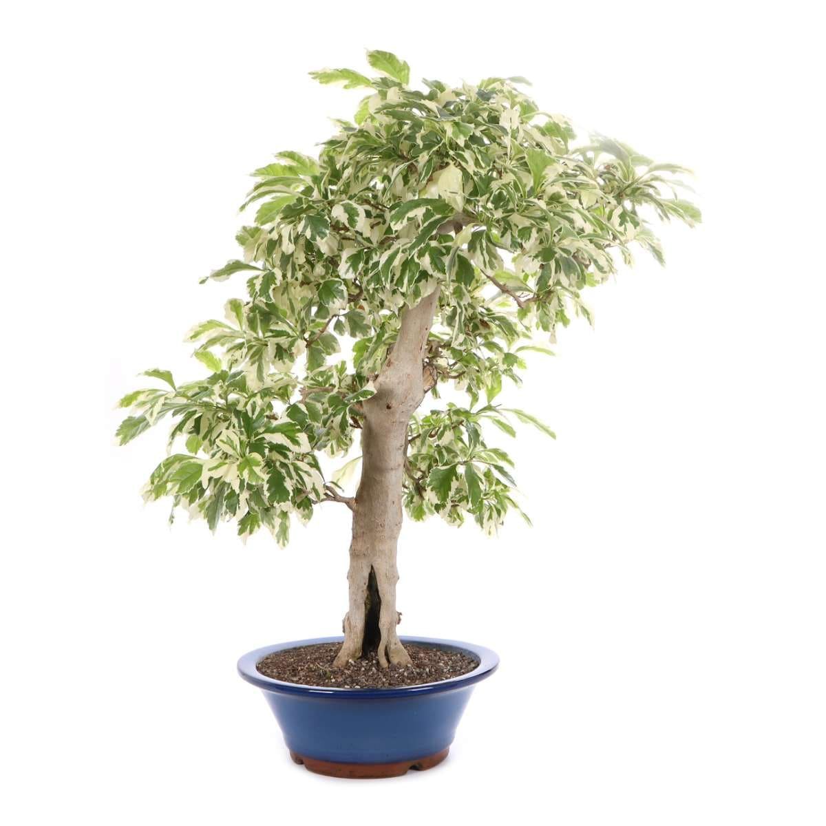 Duranta 'Variegated'